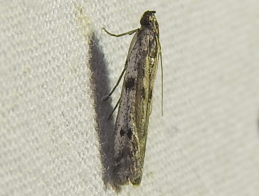 Phycitodes binaevella - bogáncslakó karcsúmoly