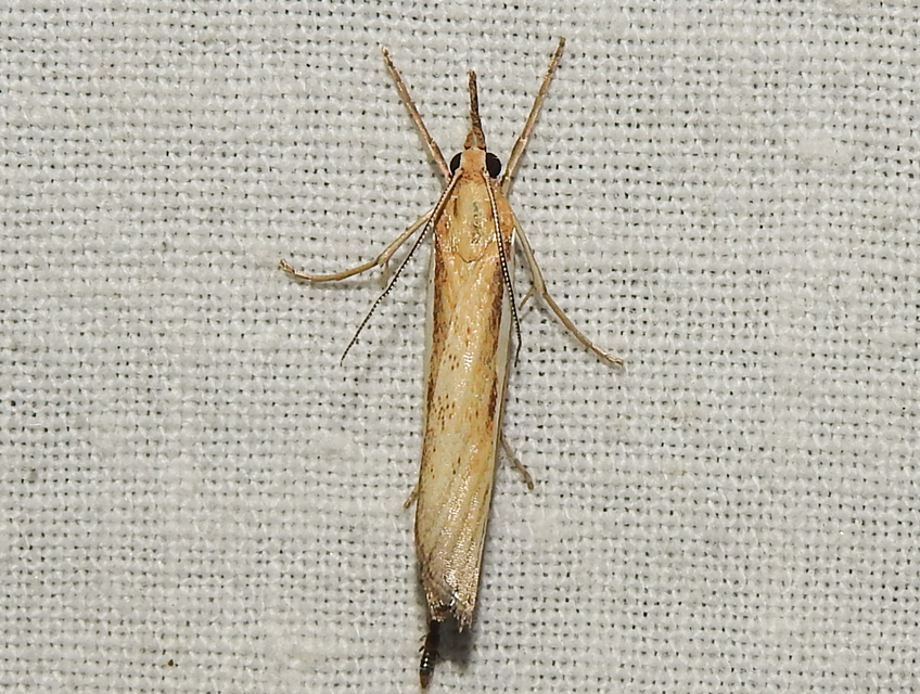 Agriphila