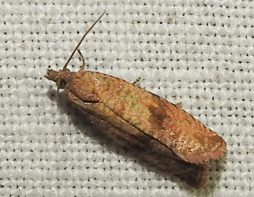 Celypha striana - pitypangfúró tükrösmoly