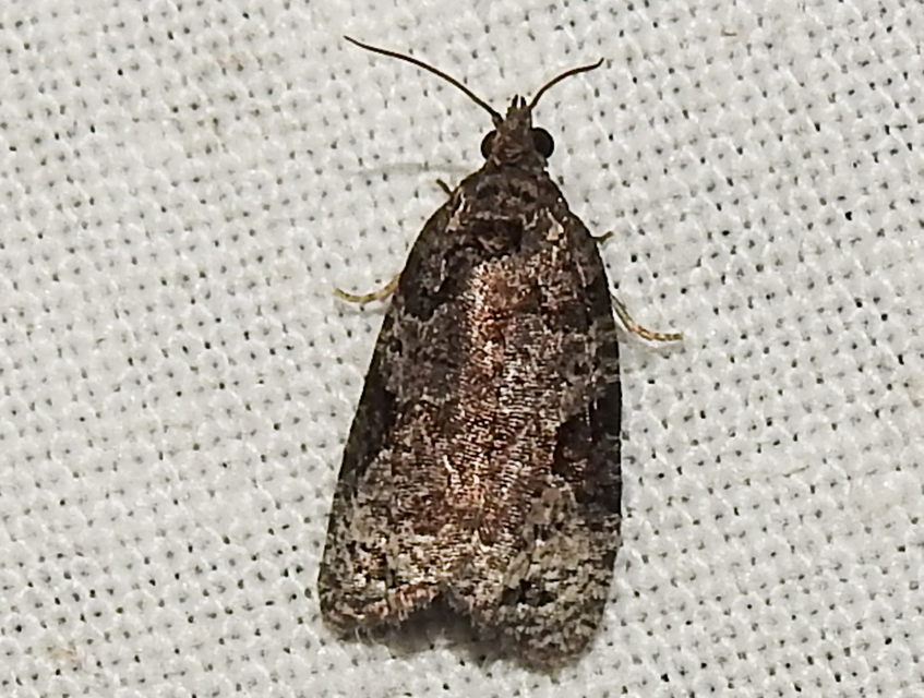 Apotomis