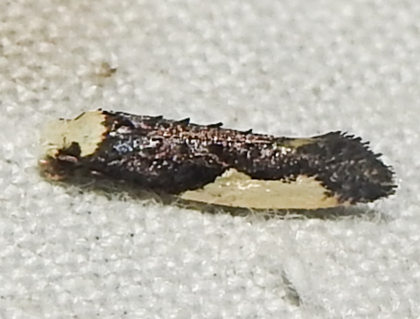 Monopis monachella - apácamoly