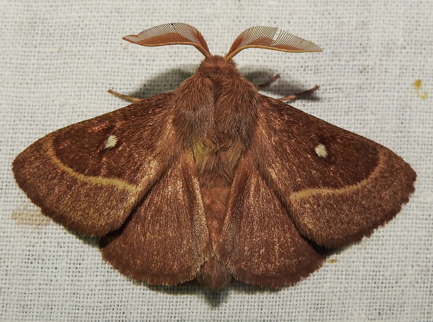 Lasiocampa trifolii - lóhereszövő