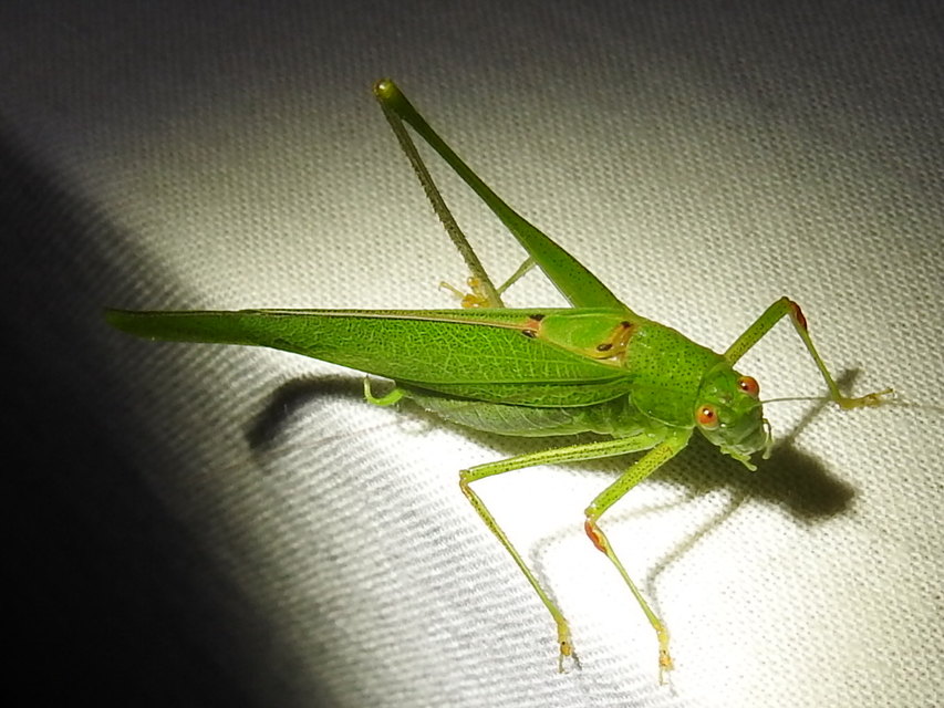 Phaneroptera nana - pontozott repülőszöcske