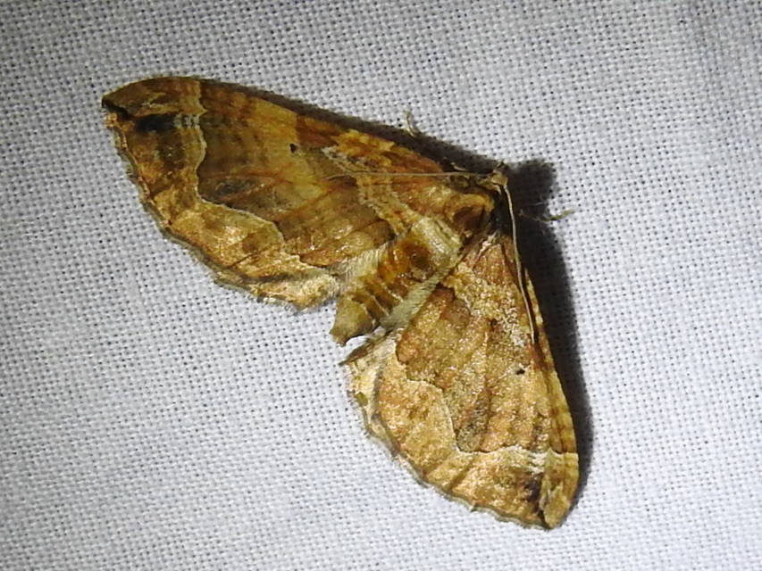 Pelurga comitata - nagy tarkaaraszoló