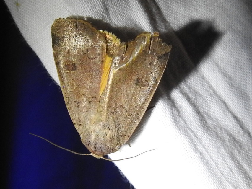 Noctua comes - kis sárgafűbagoly
