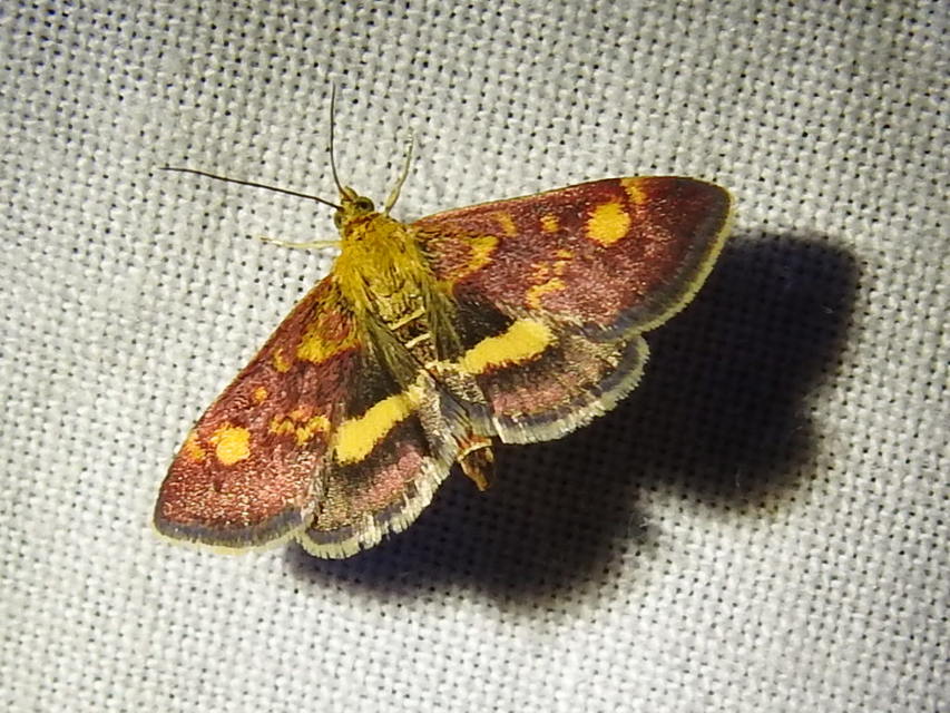Pyrausta aurata - aranyló bíbormoly