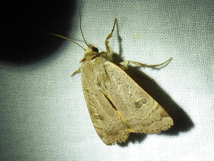 Noctua comes - kis sárgafűbagoly