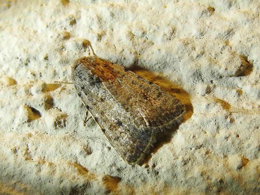 Paradrina clavipalpis - közönséges selymesbagoly