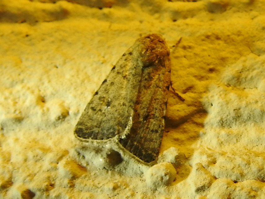 Paradrina clavipalpis - közönséges selymesbagoly