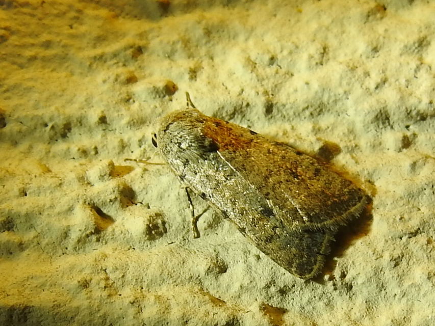 Paradrina clavipalpis - közönséges selymesbagoly