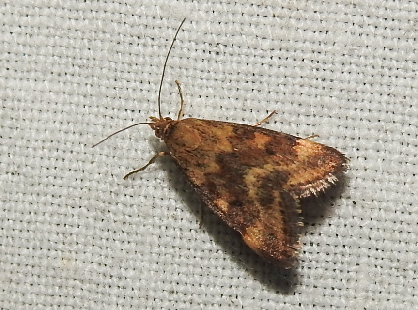 Pyrausta despicata - réti bíbormoly