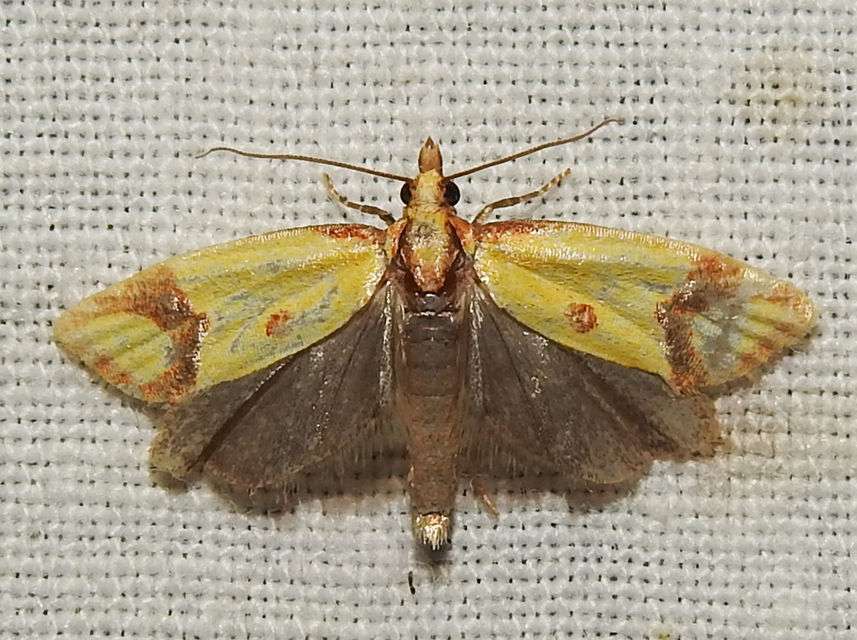Agapeta zoegana - barnacsíkos sárgamoly