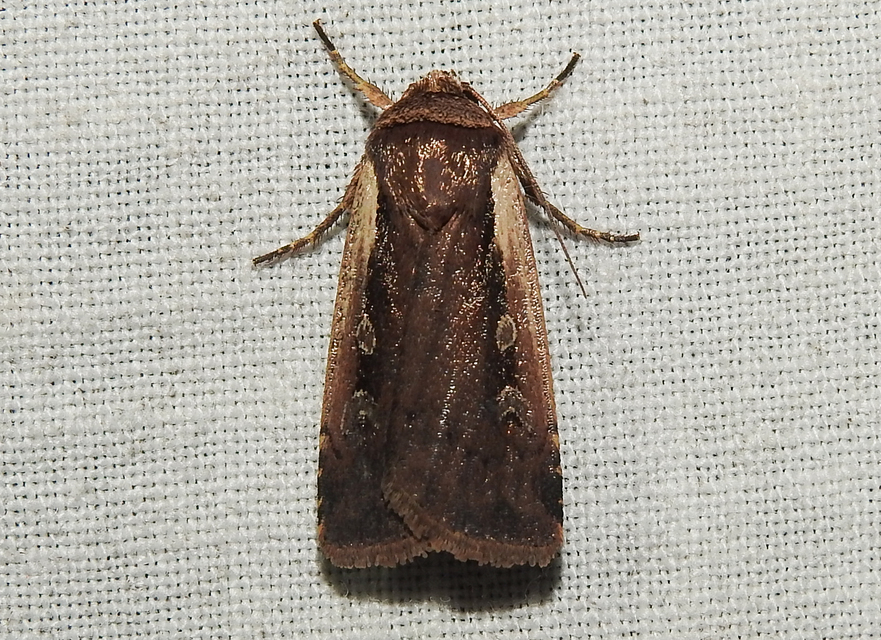 Ochropleura plecta - fehérszegélyű fűbagoly