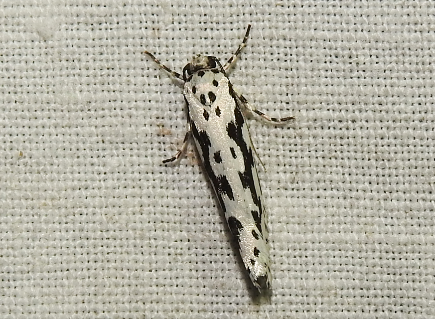 Ethmia candidella - őszi feketemoly