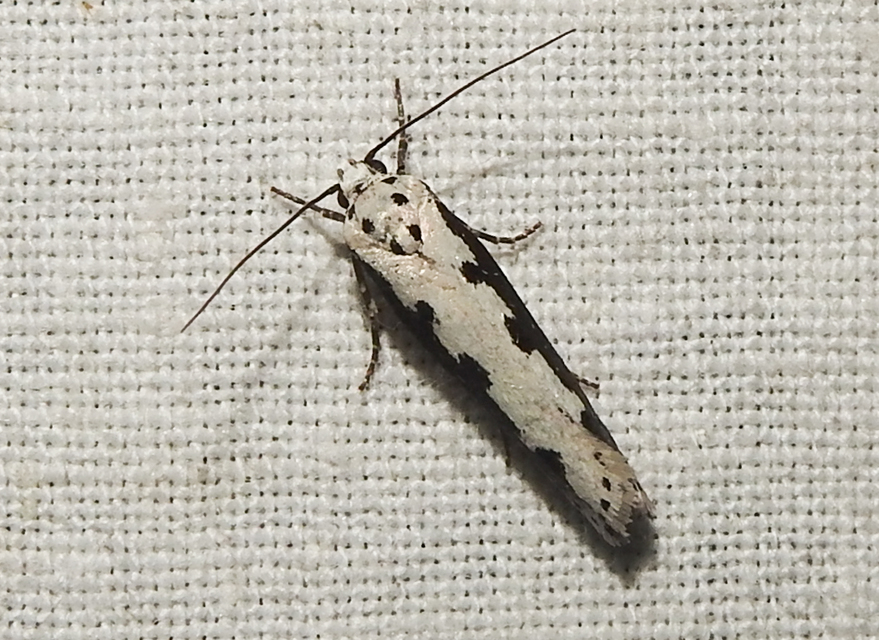 Ethmia bipunctella - kétpettyes feketemoly