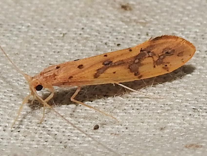 Trichoptera - Tegzesek