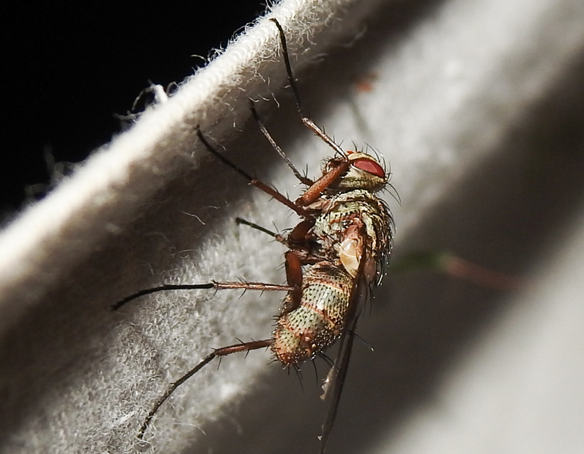 Tachinidae - fürkészlegyek