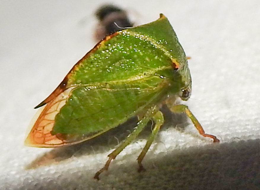 Stictocephala bisonia - bivalykabóca