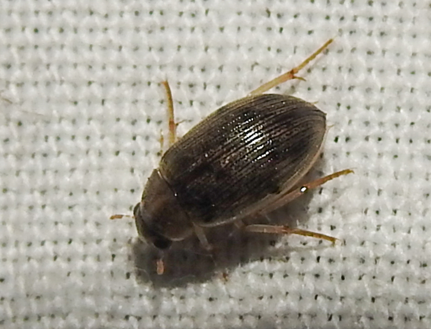 Berosus spinosus - széki szemescsibor Berosus spinosus - széki szemescsibor