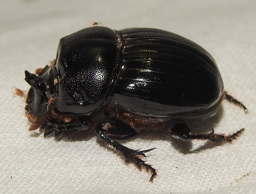 Copris lunaris - közönséges holdszarvú-ganéjtúró