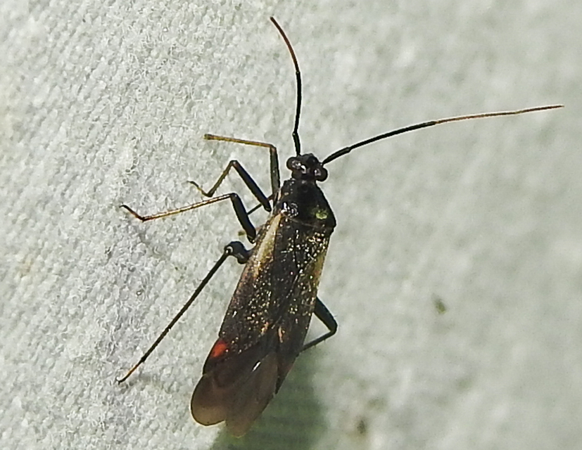 Adelphocoris seticornis - szegélyes mezeipoloska