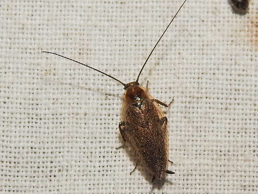 Ectobius erythronotus - sárgatorú erdeicsótány