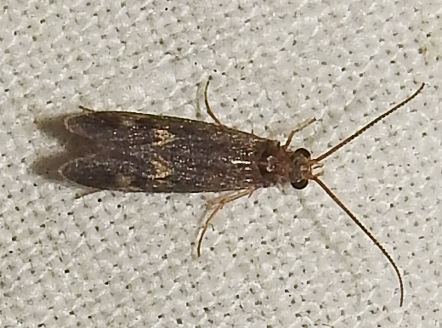 Trichoptera - Tegzesek