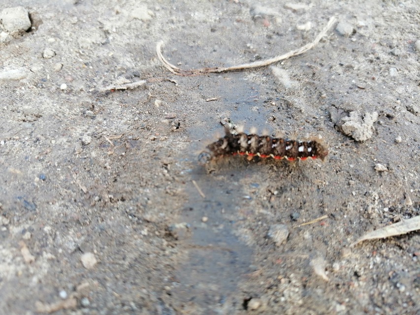 Acronicta rumicis - sóska-szigonyosbagoly
