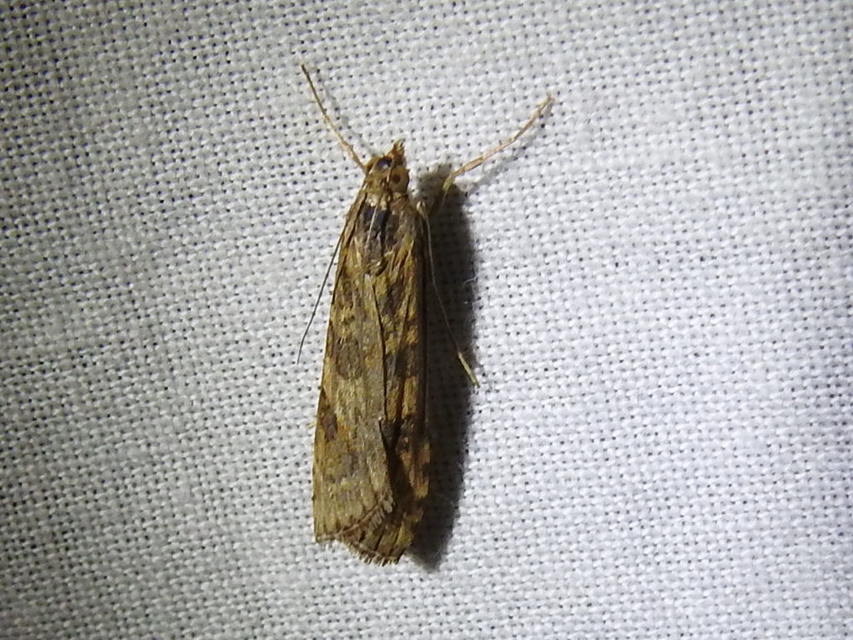 Nomophila noctuella - közönséges vándormoly