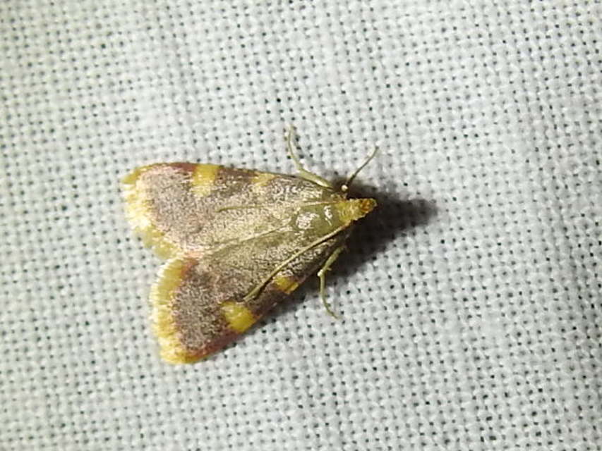 Hypsopygia costalis - szénailonca