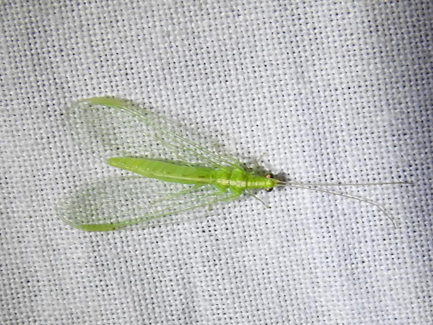 Chrysopidae - zöldfátyolkák