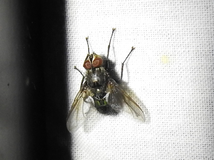 Calliphora