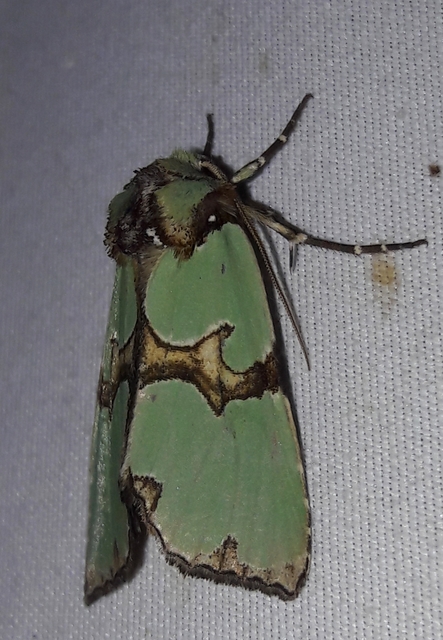 Staurophora celsia - buckabagoly