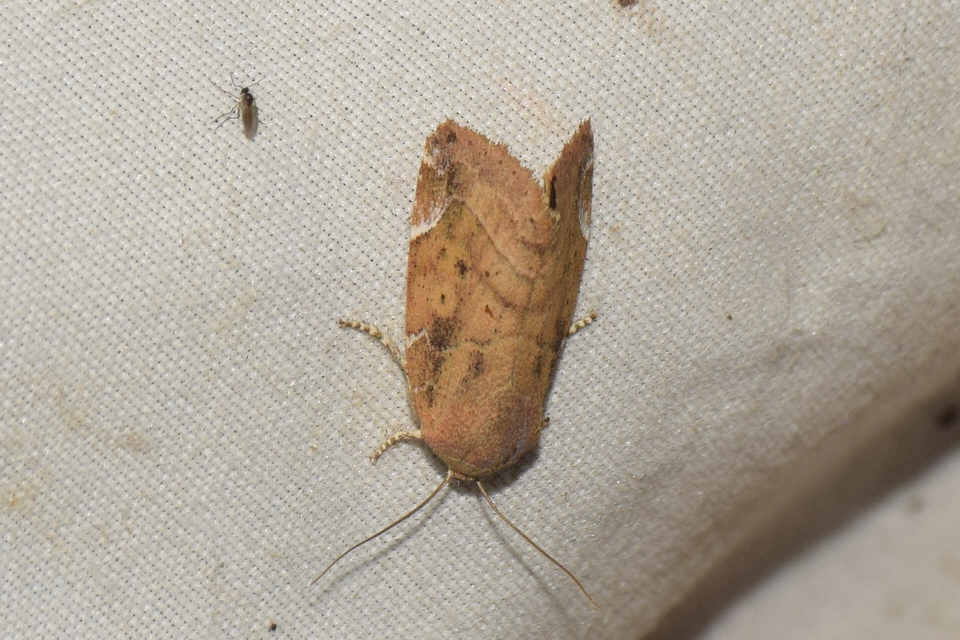 Cosmia affinis - barna lombbagoly