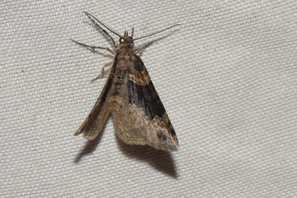 Xanthorhoe ferrugata - kerti tarkaaraszoló