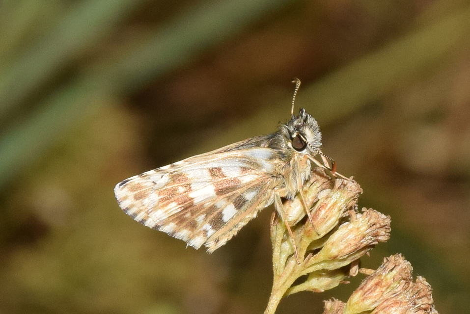 Pyrgus armoricanus - feles busalepke