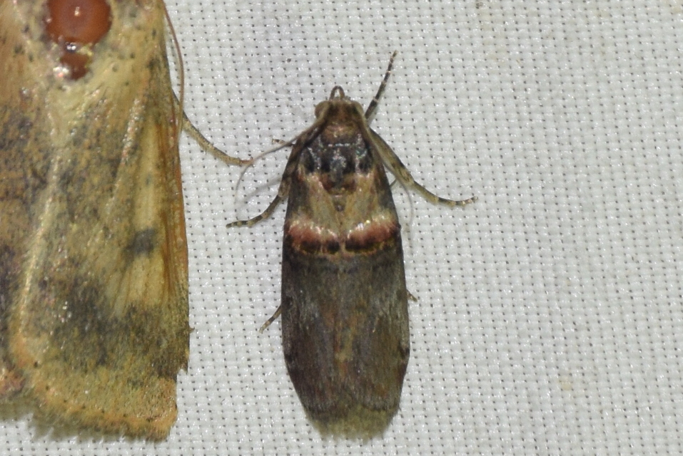 Trachonitis cristella - bokorrágó karcsúmoly
