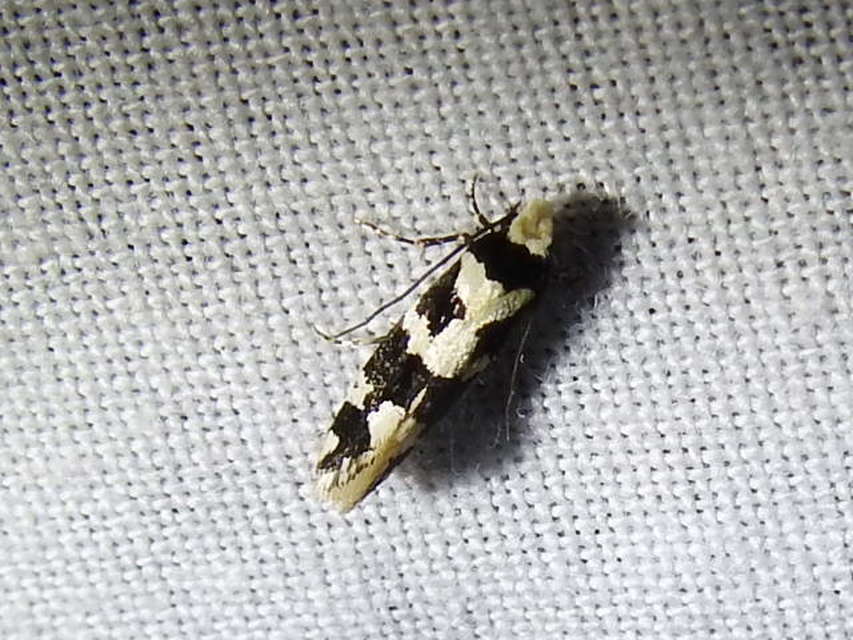 Neurothaumasia ankerella - magyarmoly