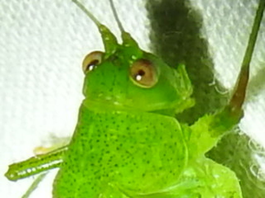 Phaneroptera nana - pontozott repülőszöcske