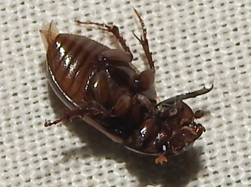 Aphodius lividus - turjáni trágyabogár
