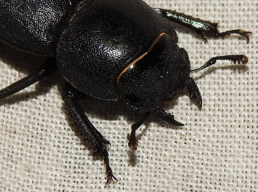 Dorcus parallelipipedus - kis szarvasbogár