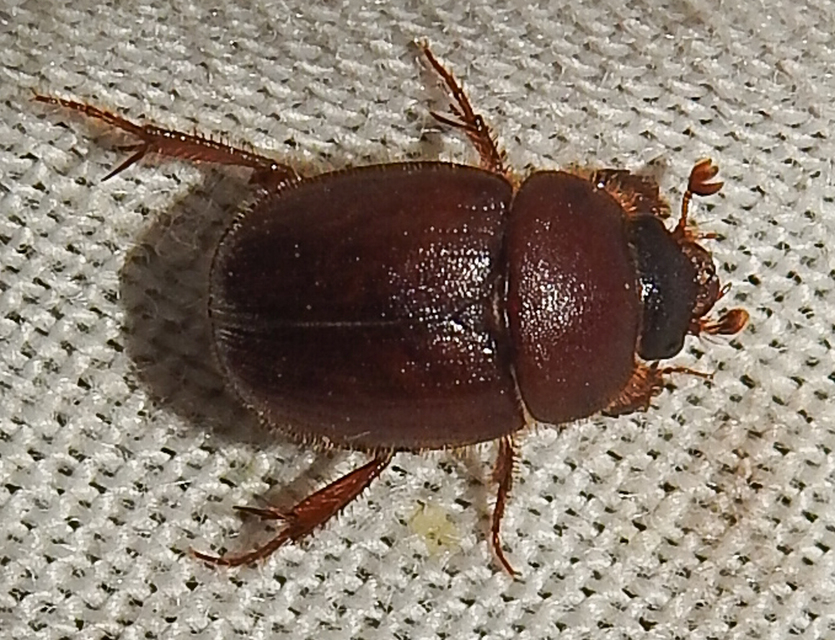 Ochodaeus chrysomeloides - alkonyati homoktúróbogár Ochodaeus chrysomeloides - alkonyati homoktúróbogár