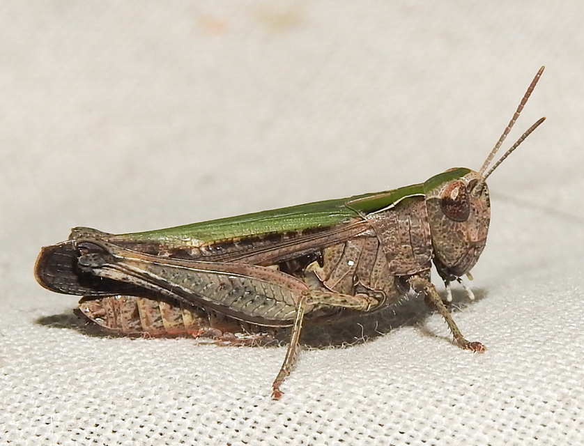 Omocestus rufipes - vöröshasú tarlósáska