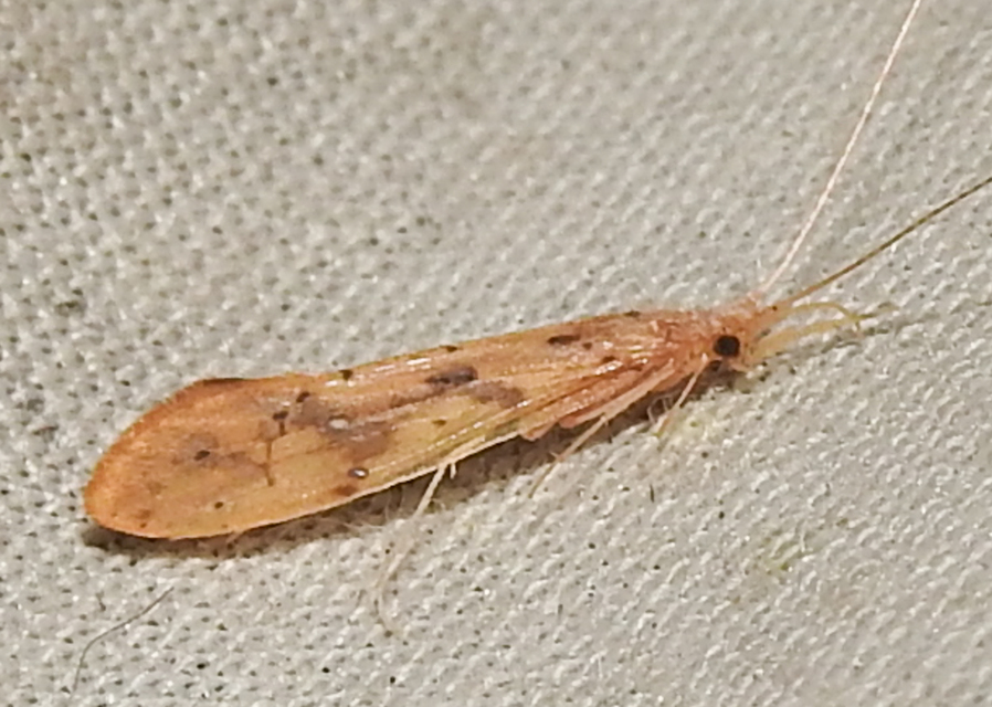 Trichoptera - Tegzesek