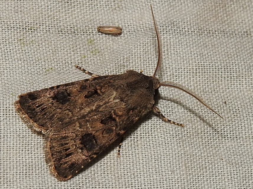 Agrotis bigramma - kétjegyű földibagoly