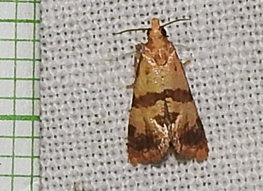 Phalonidia contractana - pipitér-fúrómoly