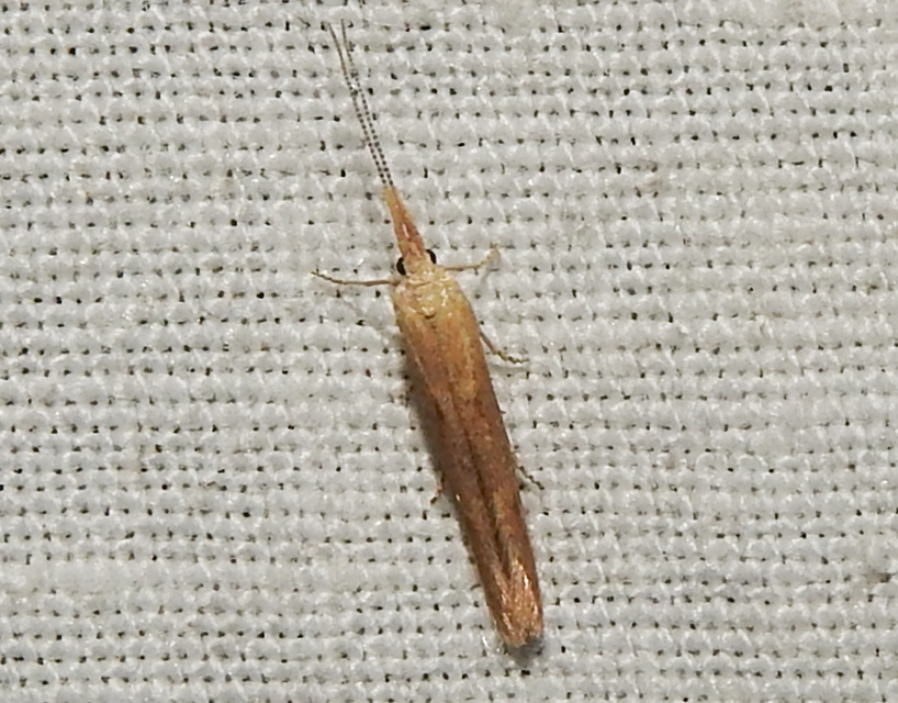 Coleophora