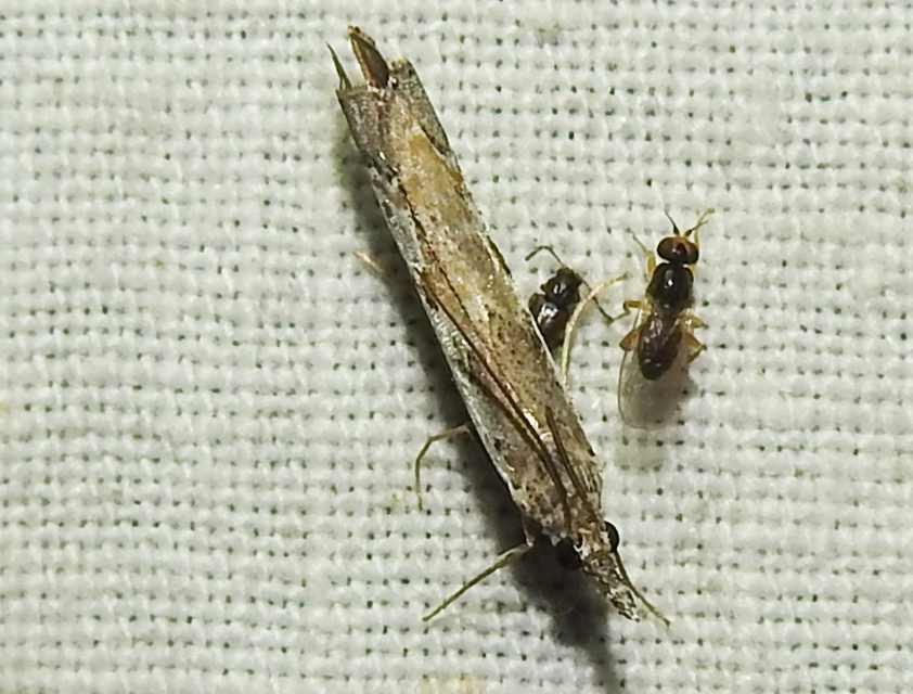 Platytes alpinella - moharágómoly