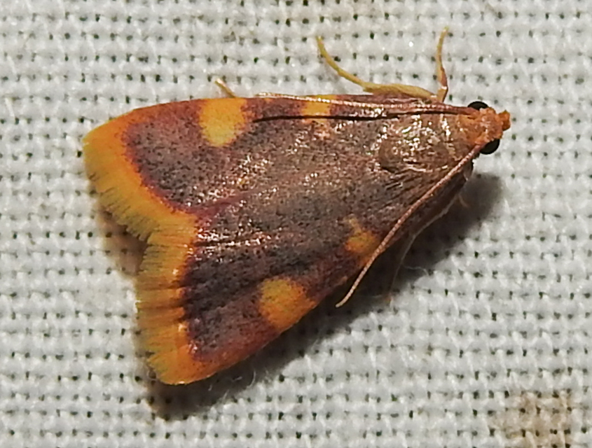 Hypsopygia costalis - szénailonca