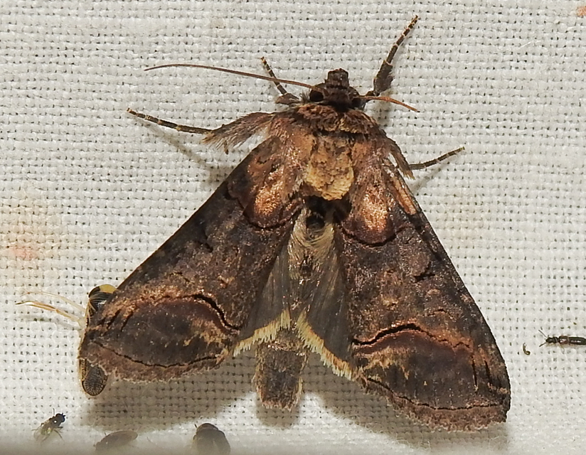 Abrostola triplasia - közönséges csalánbagoly